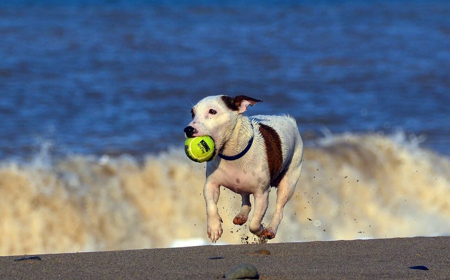 Active dog running through the surf (representative photo)